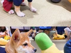 -逗柴咖啡屋·狗咖猫咖宠物桌游