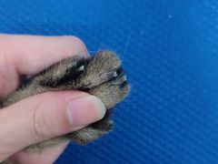 -博特宠物医院24h犬猫全科.骨科·异宠