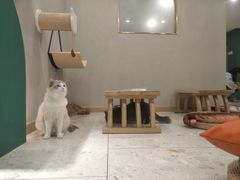 -飞行喵MR PILOT|猫舍·猫咖(静安大融城店)