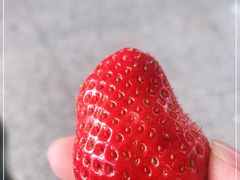 -建德果蔬乐园绪塘草莓基地