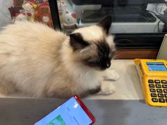-共舞时光猫咖·狗咖(新街口店)