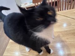 -是阿柴呀！柴犬咖啡·爱喵喵猫咖