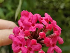 -中国科学院华南植物园
