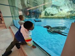 -帝企鹅自助餐厅•儿童岛•真企鹅(长隆企鹅酒店)