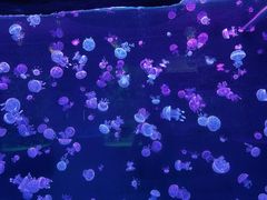 -石家庄极地海洋世界