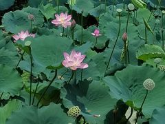 -荔湾湖公园