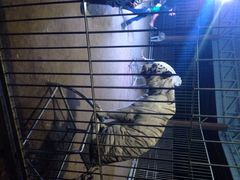 iphone_upload_pic-清迈夜间动物园