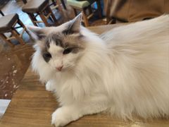 -猫猫幼稚园·撸猫·桌游·电玩