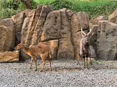 -北京野生动物园