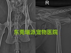 -东莞宠友24H宠物中心医院·转诊夜诊·异宠(新河北路院)