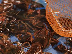 -天鲜阁·海鲜粤菜·33年老字号(石槎白云站店)