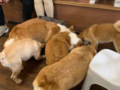 -柯斗斗主题餐厅·狗咖·围炉煮茶·茶饮(国瑞升平里店)