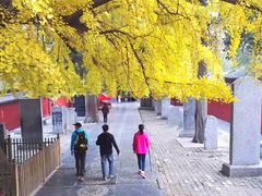 -嵩山少林文化旅游景区