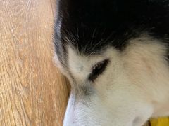 -Husky Go! 哈士奇体验馆·宠物咖啡厅狗咖