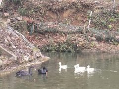 -镇江市南山风景名胜区竹林景区