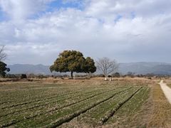 -良渚古城遗址公园