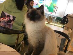 -喵喵咪呀布偶猫咖(春熙路店)