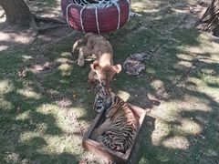 -西霞口神雕山野生动物世界