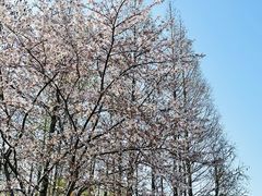 -上海滨江森林公园