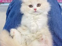 -lincat·猫舍(广州店)