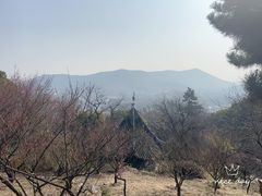 -香雪海