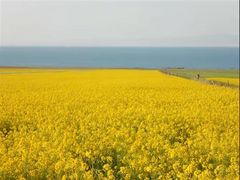 -青海湖国家重点风景名胜区