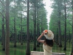 -泗洪洪泽湖湿地景区