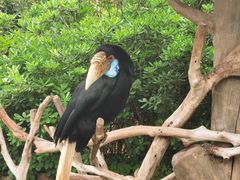 -上海野生动物园