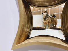 -柴务处·柴犬主题狗咖