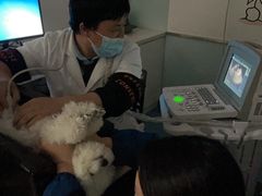 -特一安24小时宠物医院·骨科·中兽医