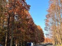 -上海海湾国家森林公园