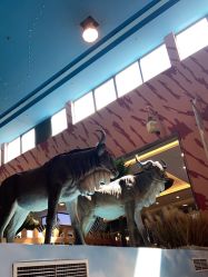 -卡通尼·Safari非洲探索乐园·生日会(金桥国际商业广场店)