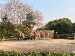 -上海野生动物园