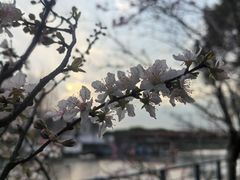 -高东镇樱花园