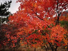 -百里山水画廊
