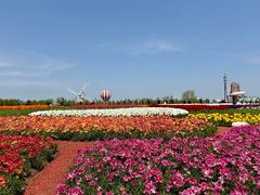 -荷兰花海