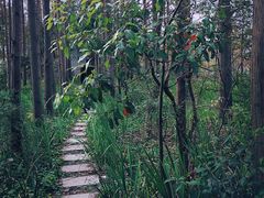 -上海长兴岛郊野公园