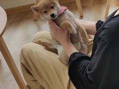 -柴犬小屋·柴餐厅·狗咖食堂(金鼎广场店)