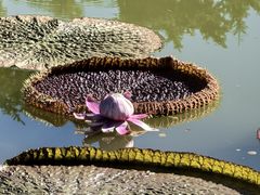 -国家植物园南园