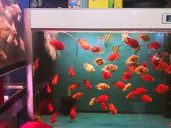 -曲阳花鸟市场(曲阳路店)