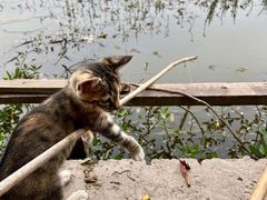 -同銮特种养殖场·龙虾垂钓