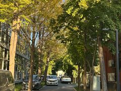 -三里屯东五街银杏大道