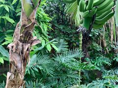 -呀路古热带植物园