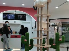 -喵园·猫主题咖啡厅·撸猫·猫咖(国贸店)