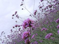 -紫颐香薰山谷景区