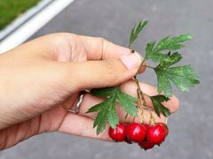 -中关村生命科学园