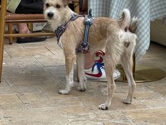 -翠贝卡&Mama Kelly Brunch Coffee(河西店)