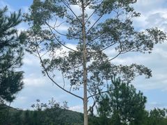 -广州白江湖森林公园