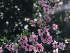 -金鸡湖桃花岛