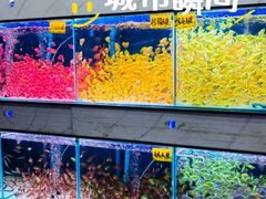 -青石桥花鸟鱼虫市场(叠翠城店)